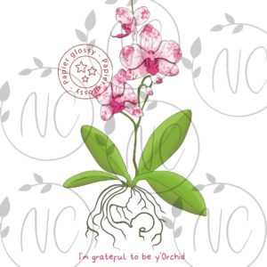 Fête des mères – I’m grateful to be y’Orchid