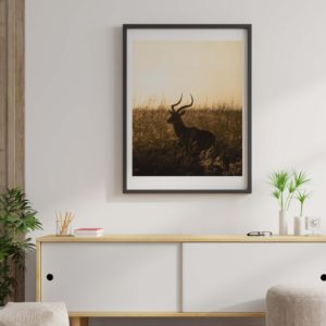 Antilope au crépuscule