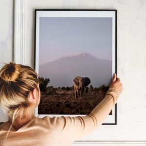 Eléphant face au Kilimandjaro