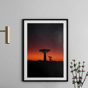 Baobab sunset