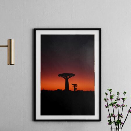 Baobab sunset